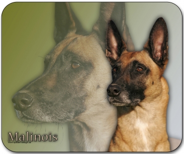 Mousepad Belgischer Schäferhund (Malinois) #3